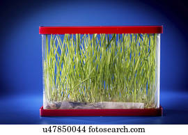 capim, crescendo, em, um, recipiente