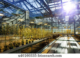 plantas, crescendo, em, a, estufa, em, luz solar