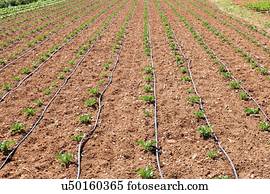 seedlings, crescendo, em, filas