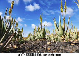 vera aloe, plantas, fuerteventura, ilhas canário
