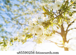 White blossom on tree