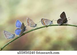 cinco, borboletas, ligado, um, planta, stem.