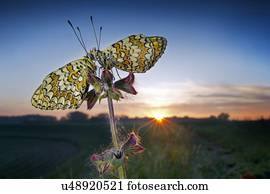 dois, borboletas, em, sunrise.