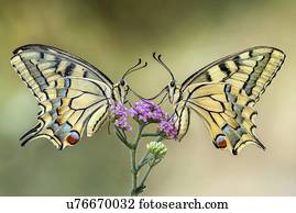 dois, borboletas swallowtail, ligado, um, flower.