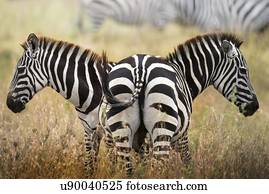 dois, zebras, serengeti, Tanzania.