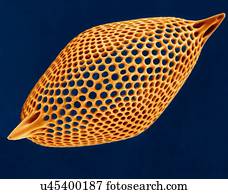 Radiolarian test (marine), coloured scanning electron micrograph (SEM). The hard skeleton is composed of silica or strontium sulphate. The Radiolaria (also called Radiozoa) are protozoa that produce intricate mineral skeletons. They are found as...