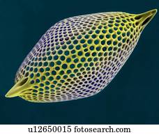Radiolarian test (marine), coloured scanning electron micrograph (SEM). The hard skeleton is composed of silica or strontium sulphate. The Radiolaria (also called Radiozoa) are protozoa that produce intricate mineral skeletons. They are found as...