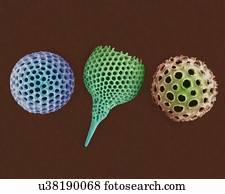 Radiolarian tests (salt water), coloured scanning electron micrograph (SEM). The hard skeletons are composed of silica or strontium sulphate. The Radiolaria (also called Radiozoa) are protozoa that produce intricate mineral skeletons. They are found...
