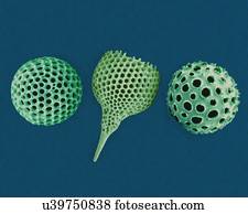 Radiolarian tests (salt water), coloured scanning electron micrograph (SEM). The hard skeletons are composed of silica or strontium sulphate. The Radiolaria (also called Radiozoa) are protozoa that produce intricate mineral skeletons. They are found...