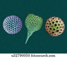 Radiolarian tests (salt water), coloured scanning electron micrograph (SEM). The hard skeletons are composed of silica or strontium sulphate. The Radiolaria (also called Radiozoa) are protozoa that produce intricate mineral skeletons. They are found...