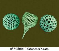 Radiolarian tests (salt water), coloured scanning electron micrograph (SEM). The hard skeletons are composed of silica or strontium sulphate. The Radiolaria (also called Radiozoa) are protozoa that produce intricate mineral skeletons. They are found...