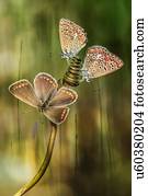 três, borboletas, ligado, um, planta, stem.