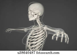 esqueleto humano