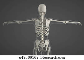 esqueleto humano