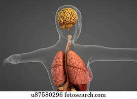 pulmões, e, cérebro