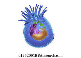 Animal cell, illustration
