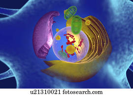 Animal cell, illustration