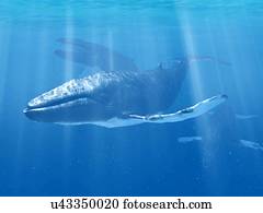 baleia, natação subaquático, ilustração