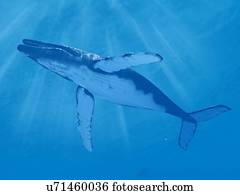 baleia, natação subaquático, ilustração