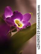 dendrobium, cometa, rei, 'akatsuki'