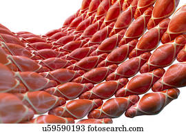 liso, músculo, ilustração