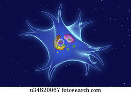 Melanocyte, illustration