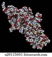 menschlich, chorionic, gonadotropin, hormon, molekül menschlich, chorionic, gonadotropin, hormon, molekül