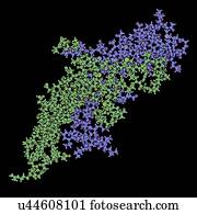 menschlich, chorionic, gonadotropin, hormon, molekül menschlich, chorionic, gonadotropin, hormon, molekül