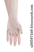 Human hand arteries, illustration