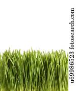 Sprouting wheatgrass, side view