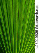 Close-up of palm leaf