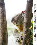 koala, (Marsupial), ligado, árvore