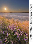 Ukrainer, DNETrovsk-Region, Novomoskovski-Distrikt, See-Soleni-Lümmchen, lila Blumen von der Wüste