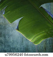 Wet palm leaf