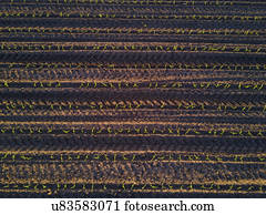 Aerial view of corn field