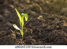 Corn seedling in soil