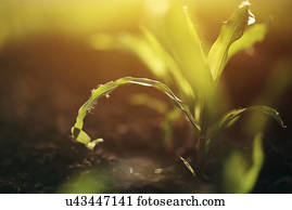 Corn seedling in soil