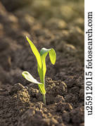 Corn seedlings in soil