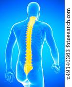Human spinal column, illustration.