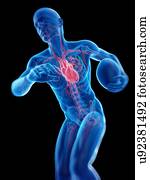 rúgbi, player's, coração, illustration.