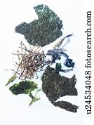 Seaweed, studio shot.