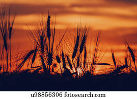 silueta, de, campo de trigo, en, ocaso