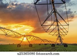 automatizado, agricultura, sistema irrigação, em, sunset.
