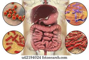 Bacteria found in human digestive system, computer illustration. Helicobacter pylori (upper right), Enterococcus faecalis (upper left), Lactobacillus spp. (bottom right) and Bifidobacterium spp. (bottom left). Lactobacillus and Bifidobacterium are...