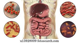 Bacteria found in human intestine, computer illustration. Clockwise from top left, the bacteria are: Enterococcus spp., Lactobacillus spp., Escherichia coli and Bifidobacterium spp.