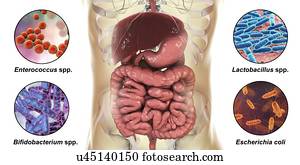 Bacteria found in human intestine, computer illustration. The bacteria are: Escherichia coli, Lactobacillus spp., Enterococcus spp. and Bifidobacterium spp.