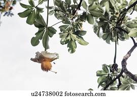 Blossom on tree, Fogo, Cape Verde, Africa