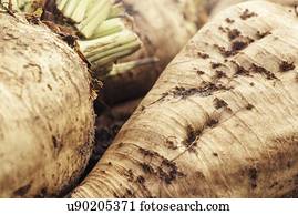 colhido, beterraba açúcar, crop.