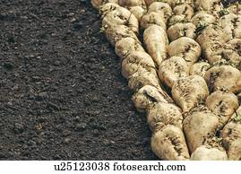 colhido, beterraba açúcar, crop.