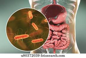 Computer illustration of the anatomy of the human digestive system and a close-up view of Escherichia coli bacteria. E. coli is one of the main components of the human intestinal microbiome. E. coli are Gram-negative motile bacteria of the...